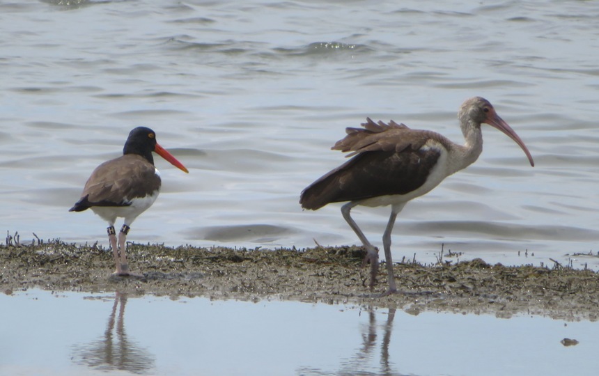 Oystercatcher with thigh tags and Amerian white ibis