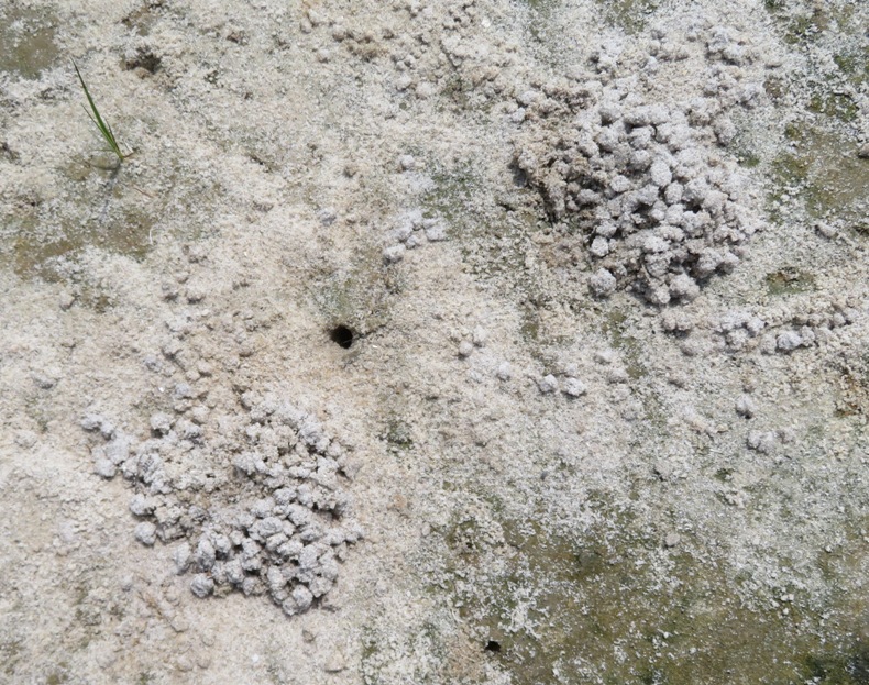 Fiddler crab hole and sand pellets