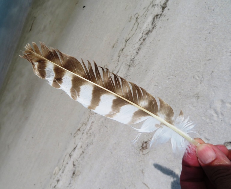Raptor feather with stripes