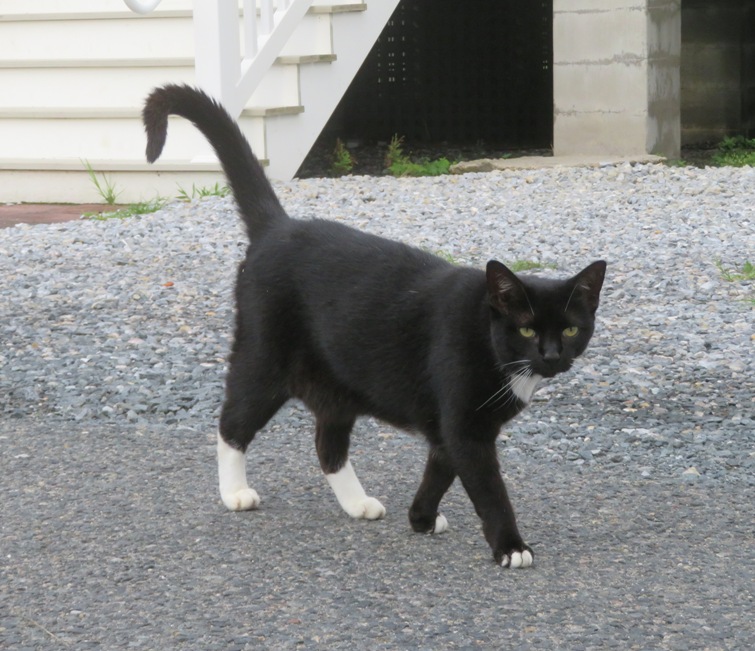 Black cat with white feet