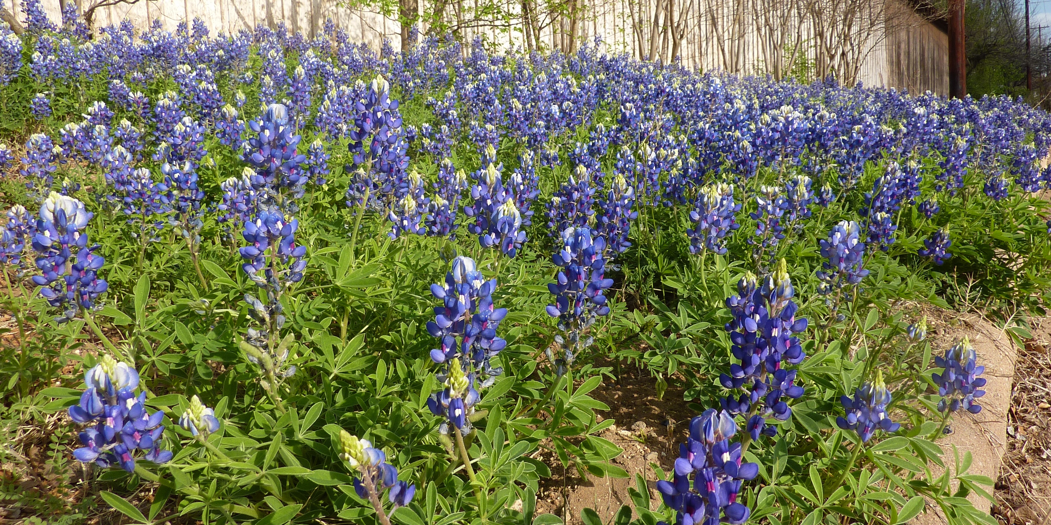 Texas bluebonnet flowers on the side of the road