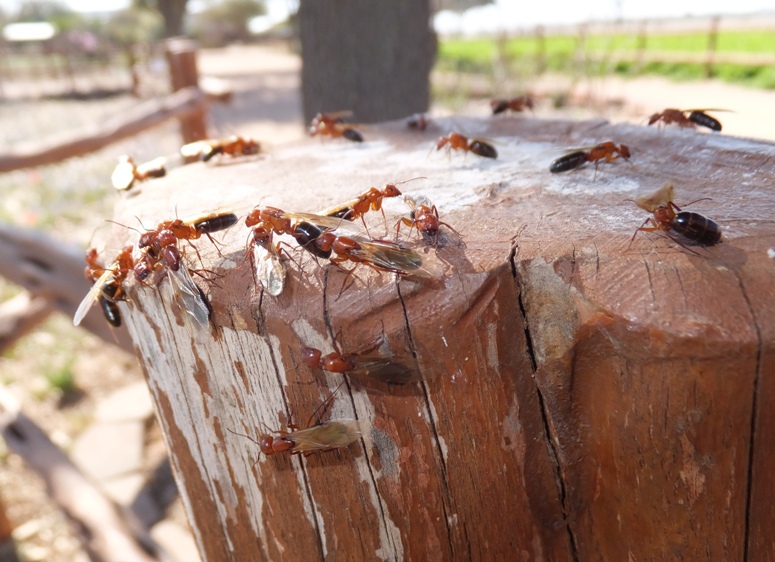 Red ants with black abdomens and wings