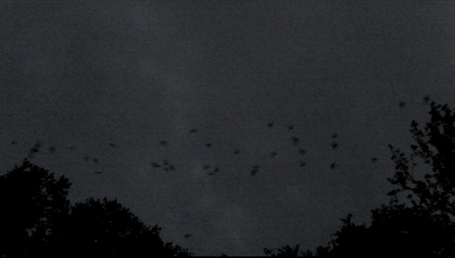 Short video of bats flying