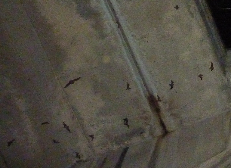 Bats flying under Congress Avenue Bridge