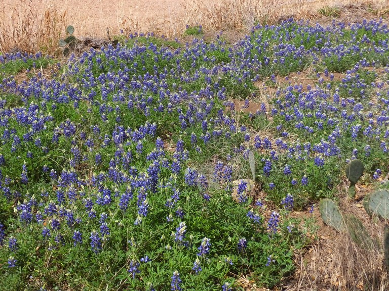 Texas bluebell flowers