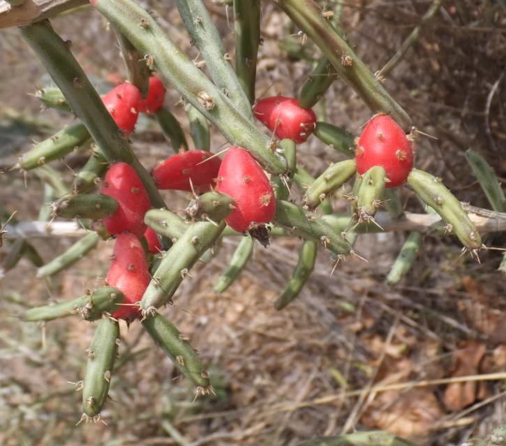 Cactus with some red parts