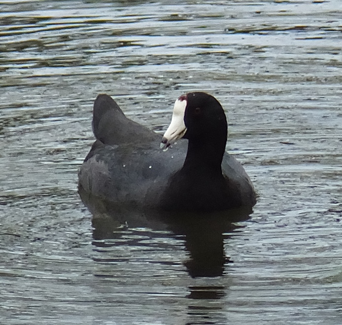 American coot waterfowl in water