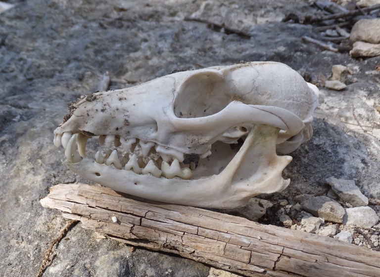 Likely coyote skull