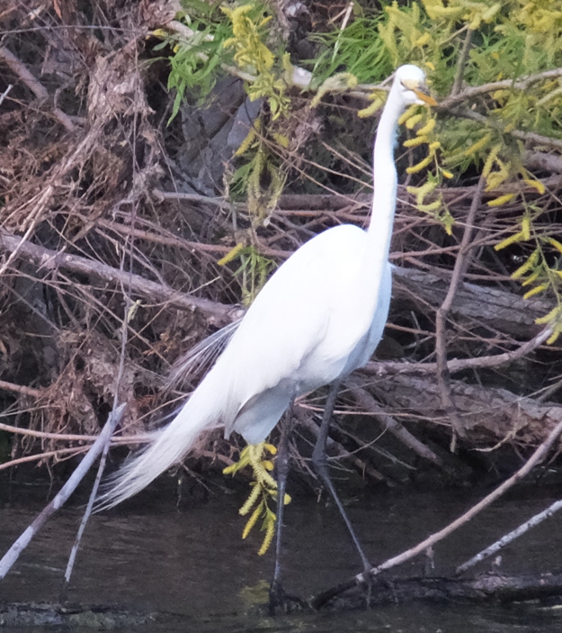 Egret standing on log