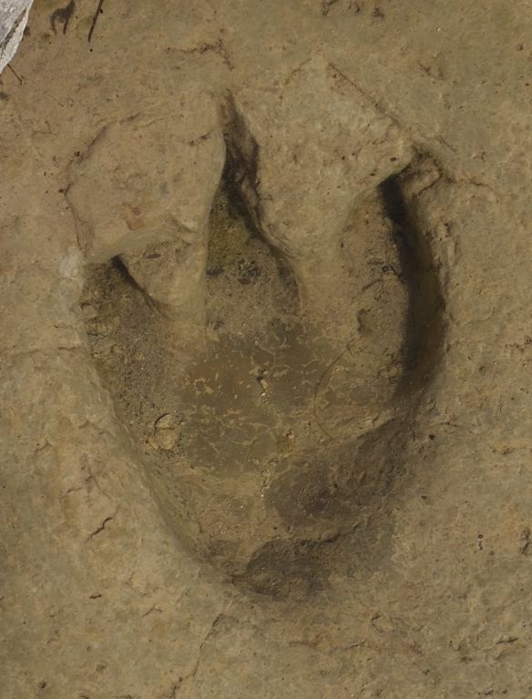 Three toed footprint under water
