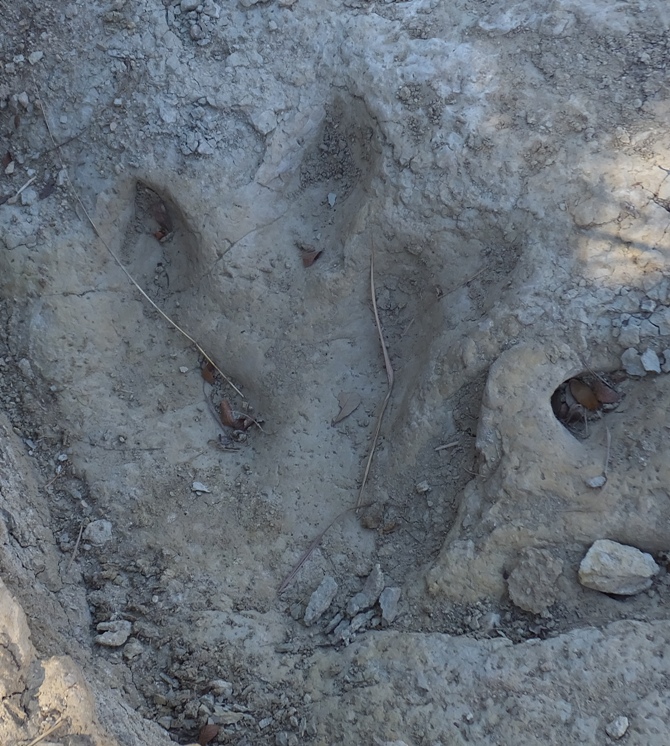 Three toed footprint on dry land