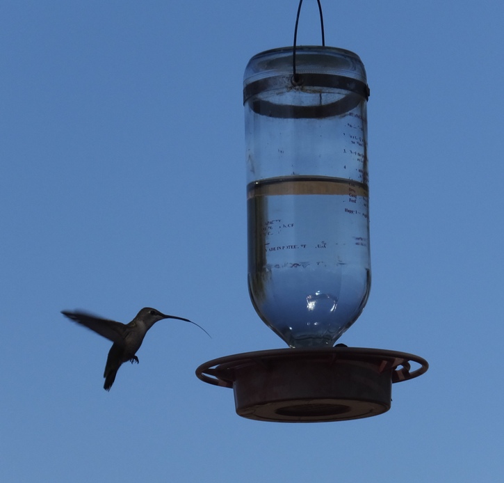 Hummingbird in flight sticking out its tongue