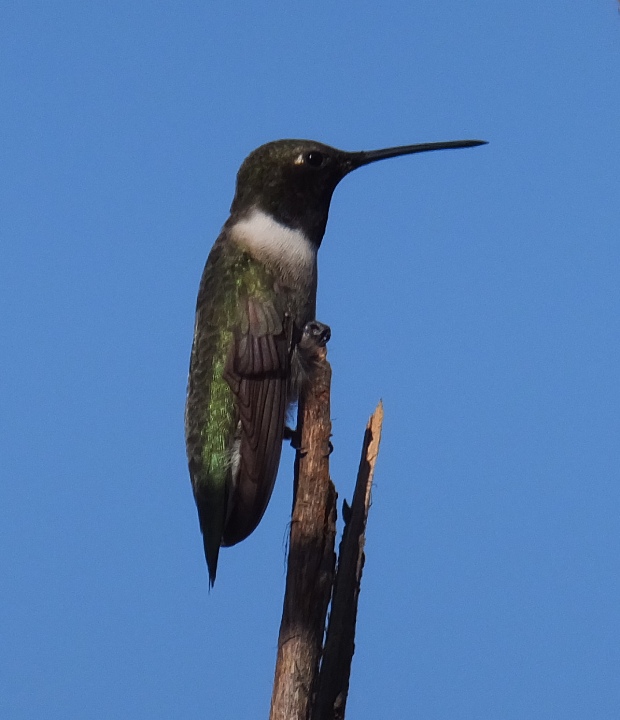 Hummingbird perched on branch