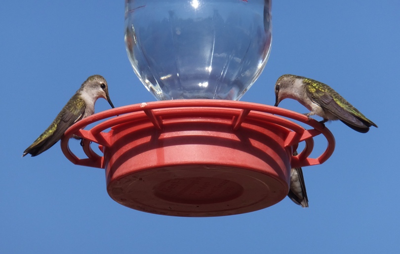 Three hummingbirds perched at feeder drinking