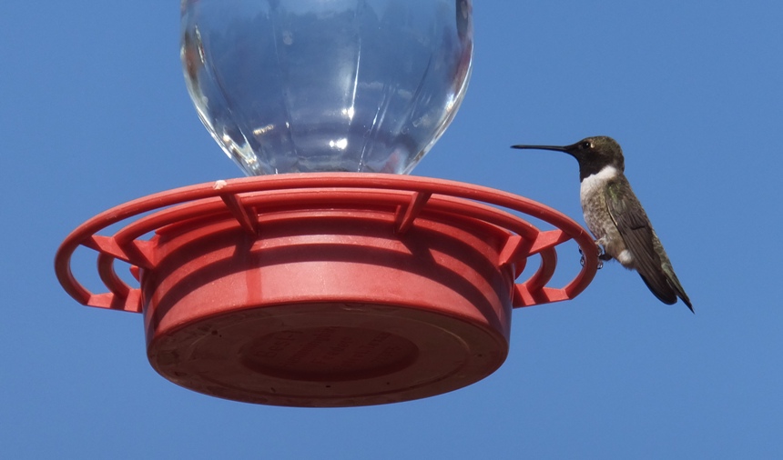 One hummingbird perched at feeder