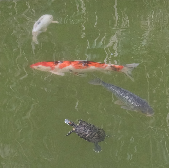 Turtle and three koi