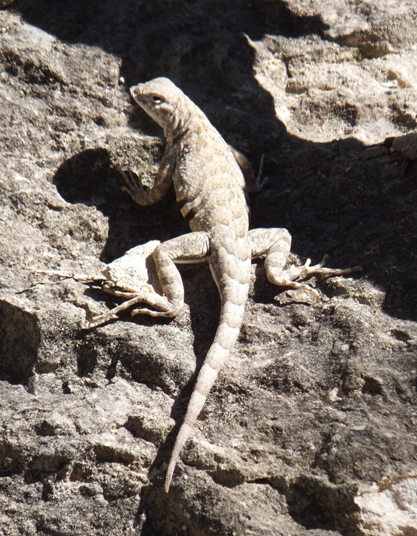 Lizard on rock