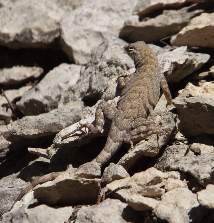 Lizard on rock