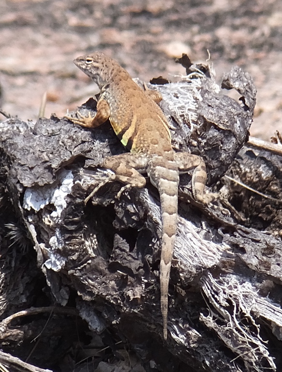 Greater earless lizard
