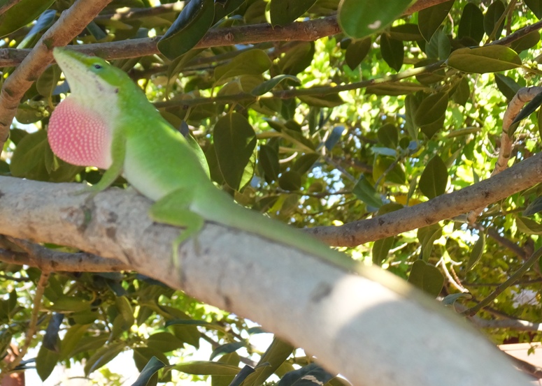 Green anole lizard inflating pink sack under its chin