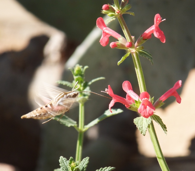 Vine sphinx moth sucking nectar from a red flower