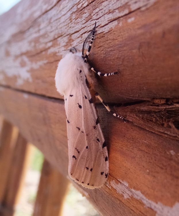 White ermine moth on wall