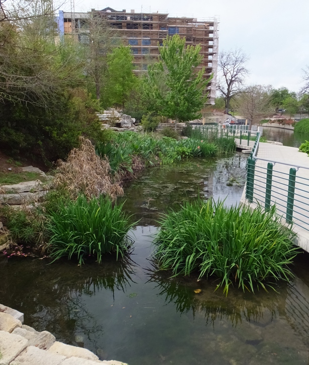 Wetland landscaping at the Pearl