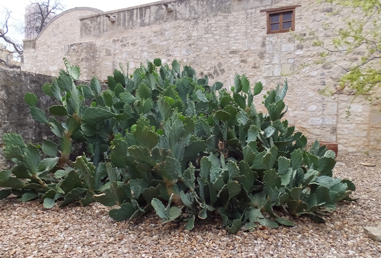 Prickly pear cactus at the Alamo