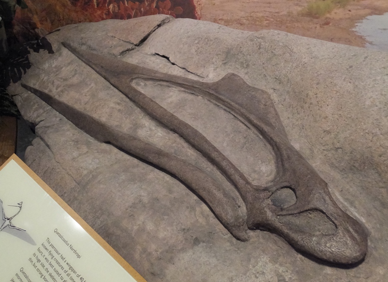 Skull of Quetzalcoatlus Northropi embedded in a rock