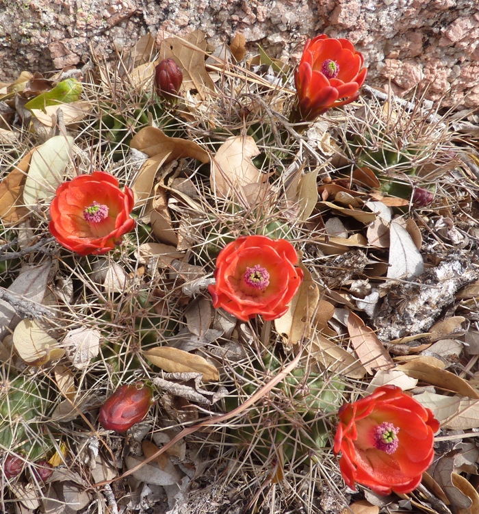 Red cactus flowers