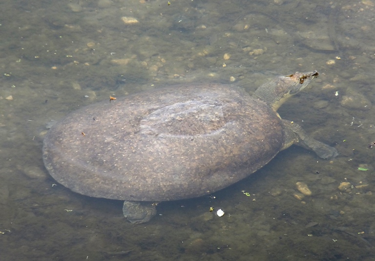 Texas Spiny Softshell turtle with shell about 18 inches long