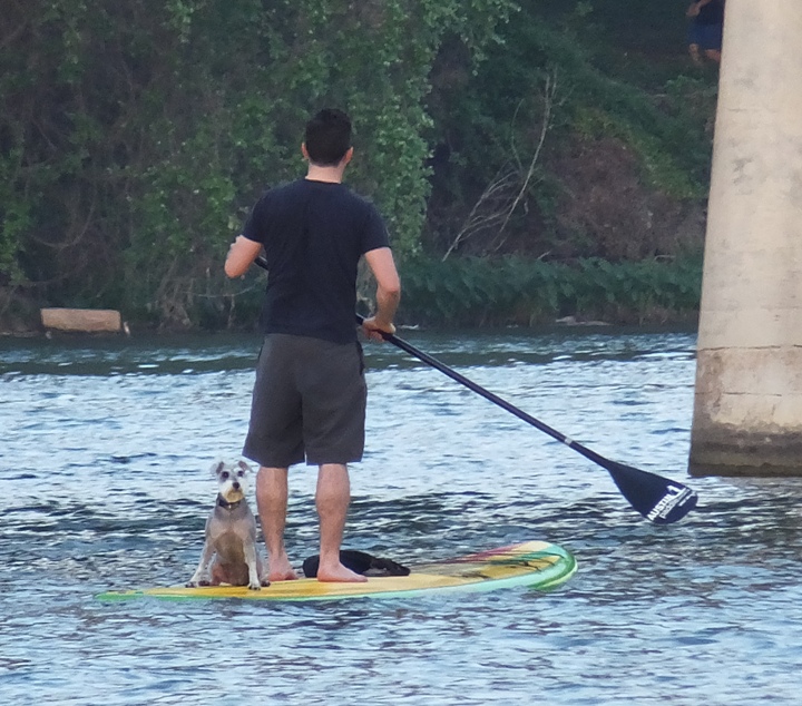 Man on SUP with dog