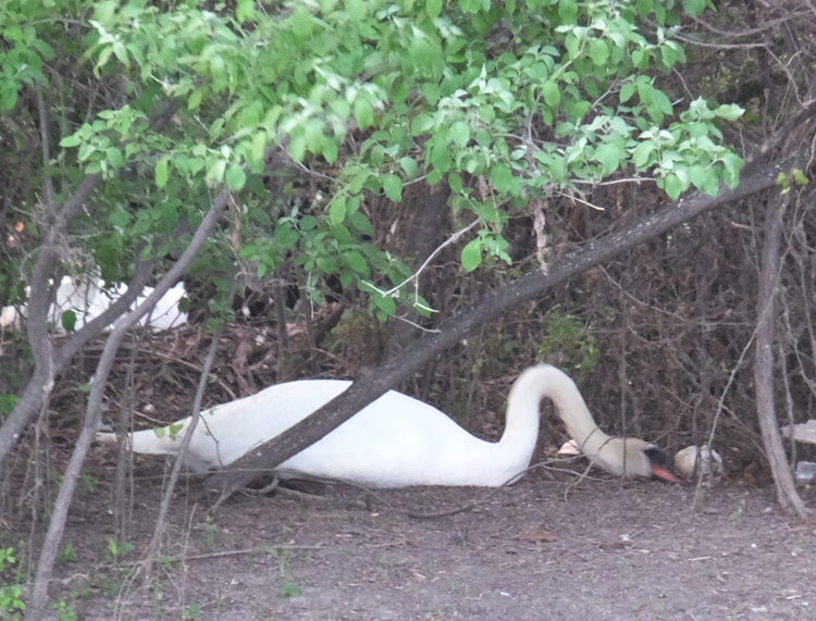 Swan on nest that appears to be moving an egg