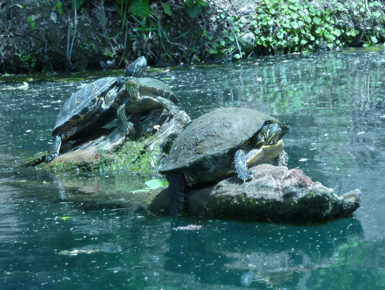 Three turtles on a log