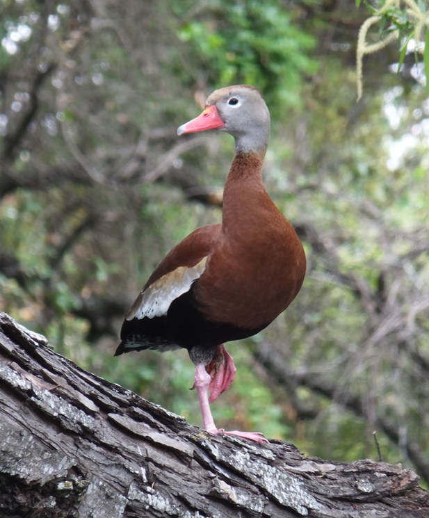 Black-bellied whistling-duck standing on one foot