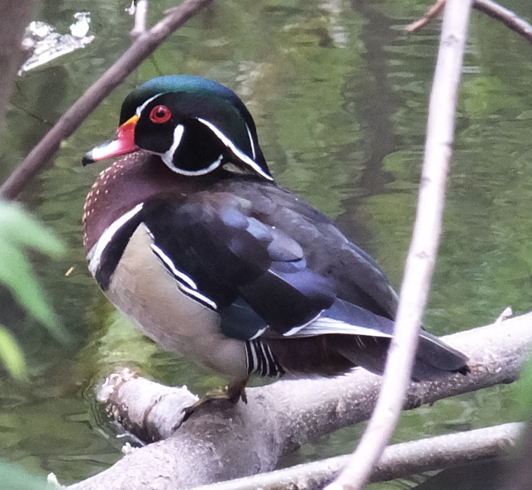 Profile of male wood duck perched on log