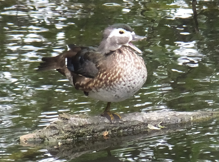 Drab-colored female wood duck with mouth open