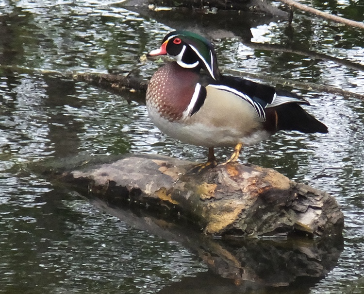 Another male wood duck on log