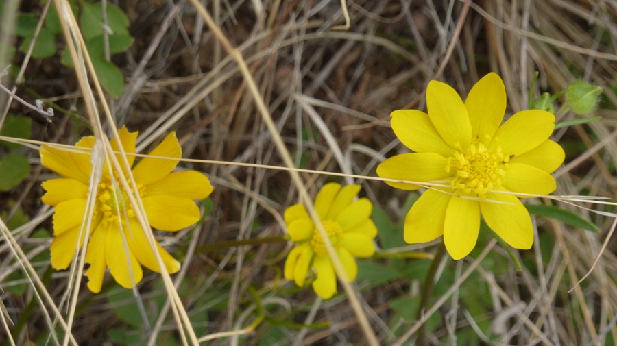 Yellow flowers