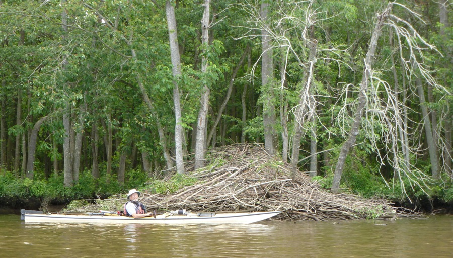 Rich and beaver lodge