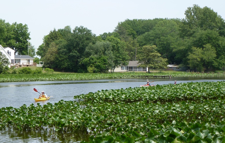 Three kayakers and lots of spatterdock
