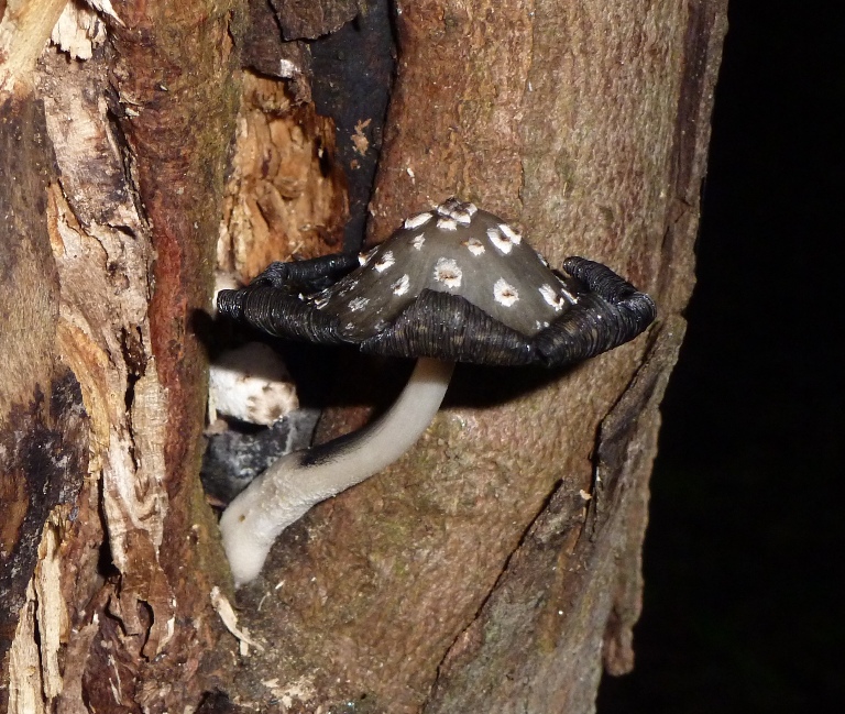 Black mushroom growing out of tree