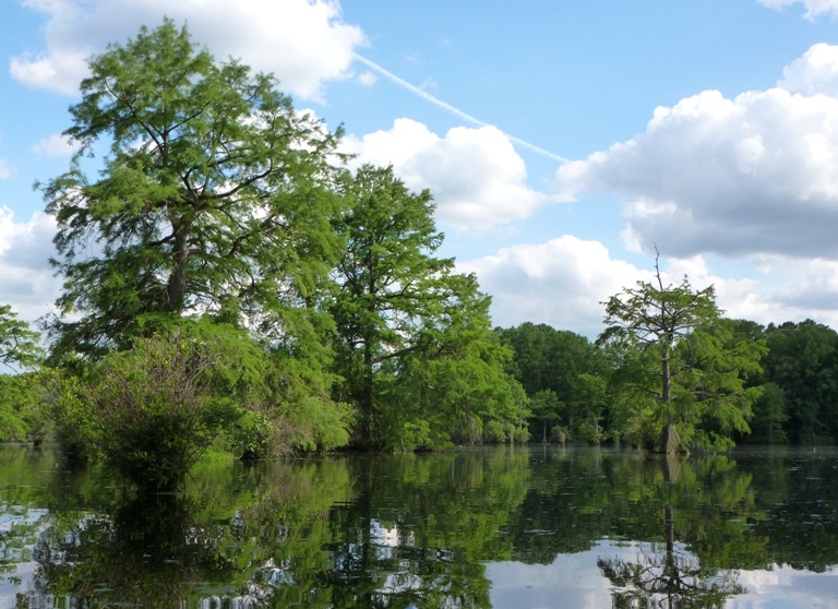 Like a bayou