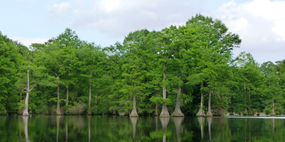 Cypress trees along the water