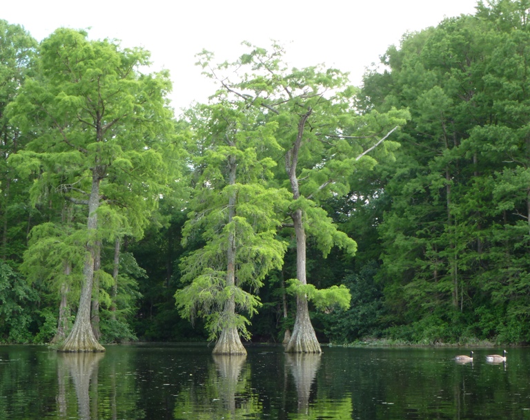 Canada geese and cypress trees