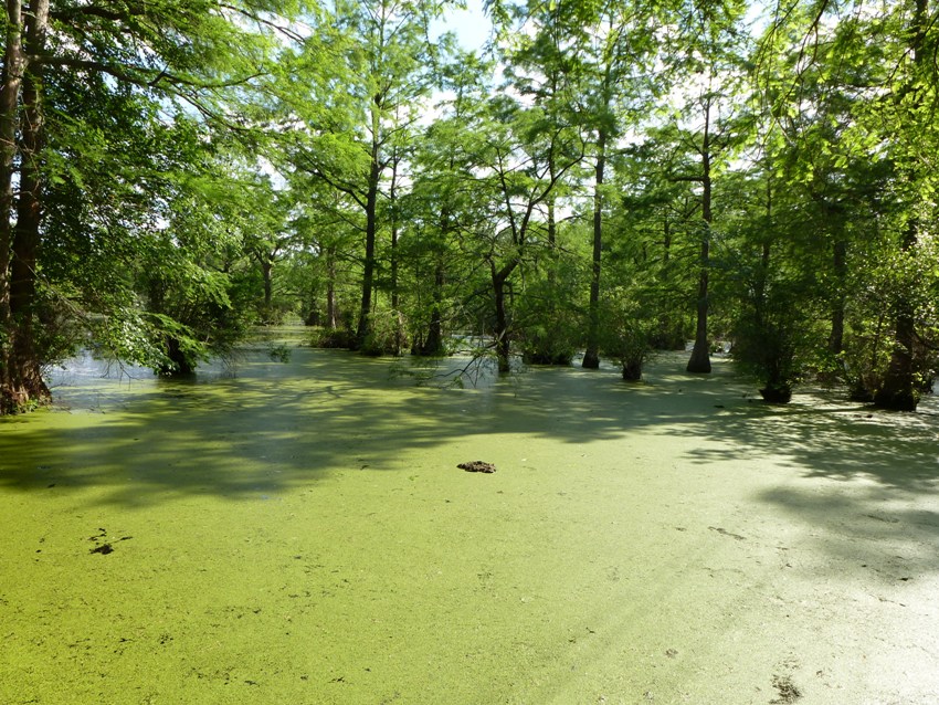 Pond covered in duckweed