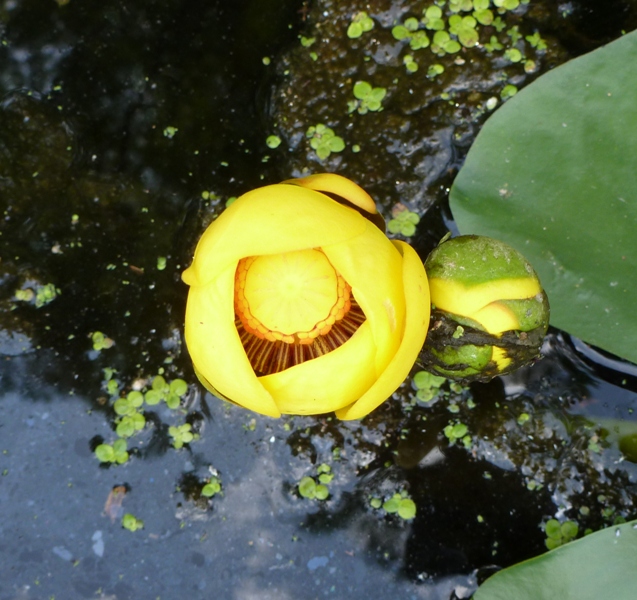 Looking down yellow spatterdock flower