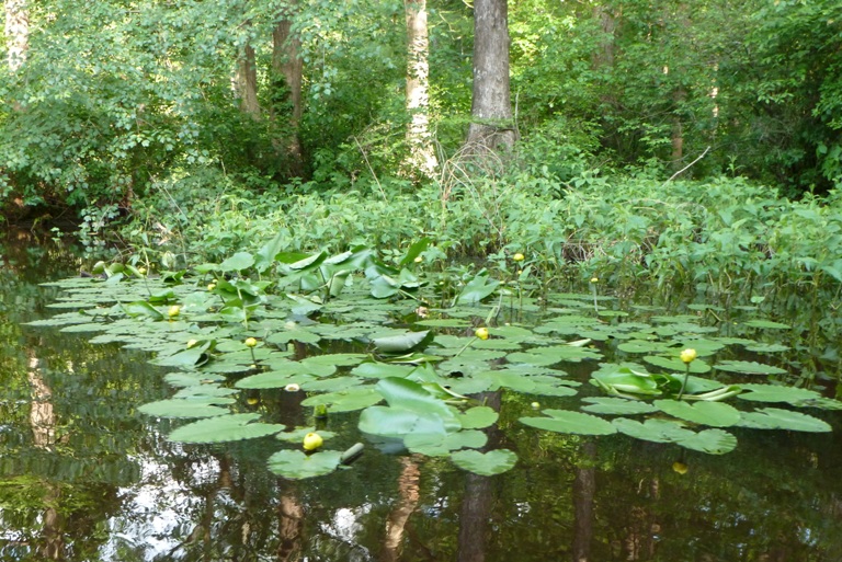 Spatterdock leaves and flowers