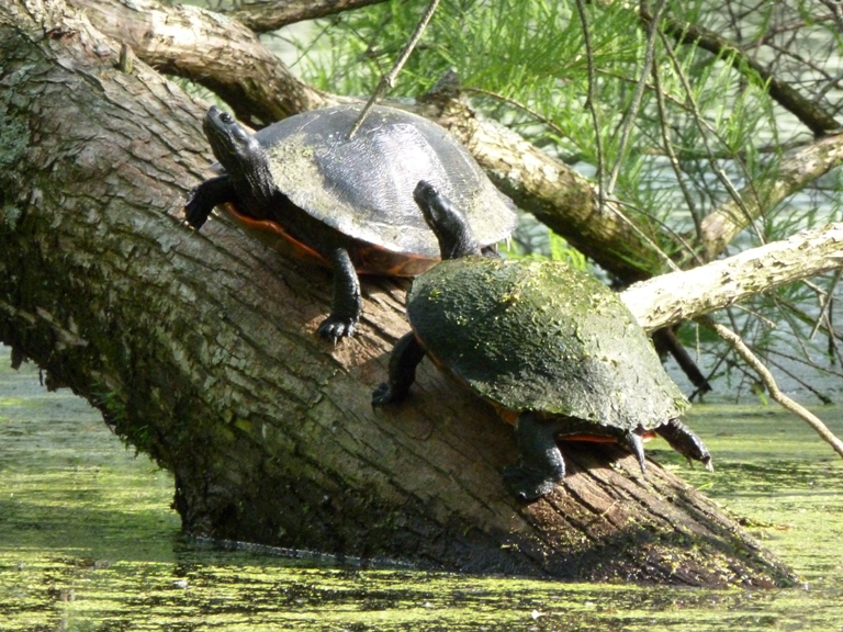 Two turtles perched on log