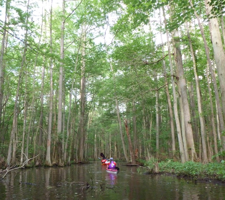 Kayakers paddling between tall trees